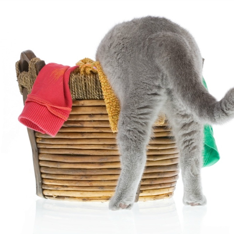 Cat Peeing On Clothes Suddenly at Annie Cox blog