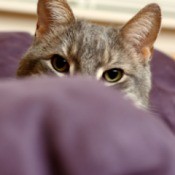 Cat peeking over the arm of a purple colored couch.