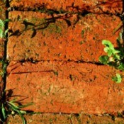 Weeds Between Bricks