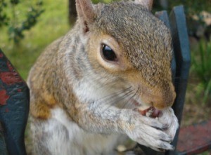Feeding a Squirrel