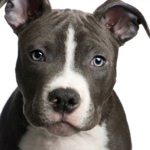 Train store pitbull puppy