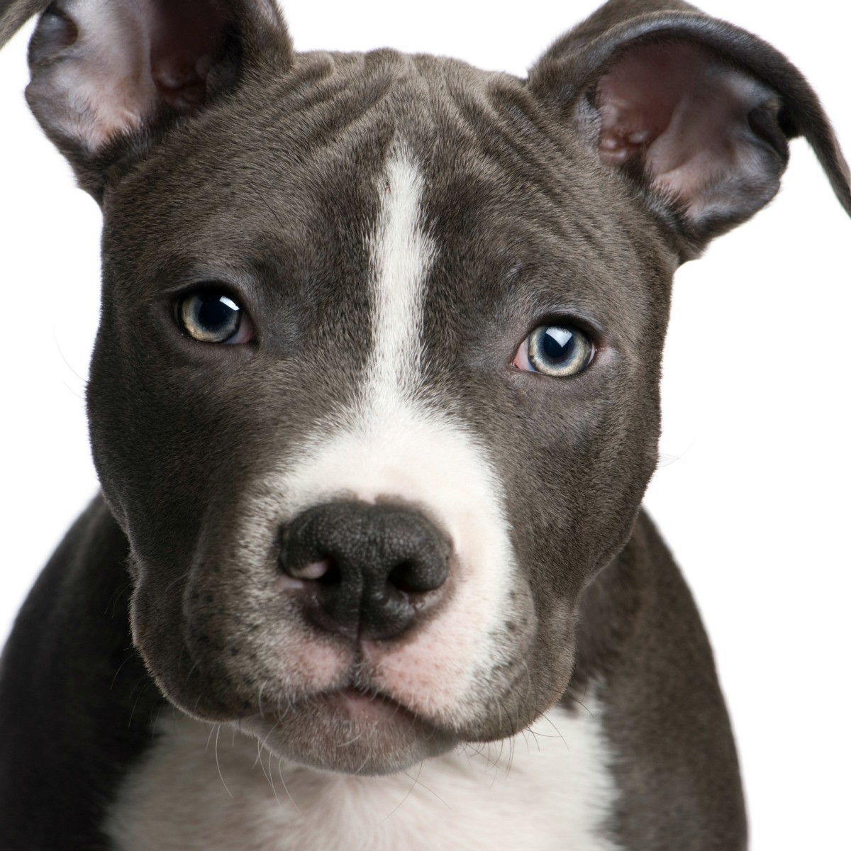 how do you handle a pitbull puppy