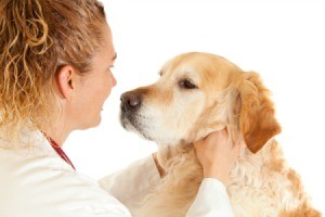A dog being seen by a veterinarian.