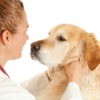 A dog being seen by a veterinarian.