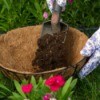 Reusing Potting Soil