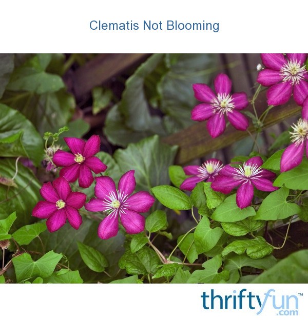 Clematis Not Blooming | ThriftyFun