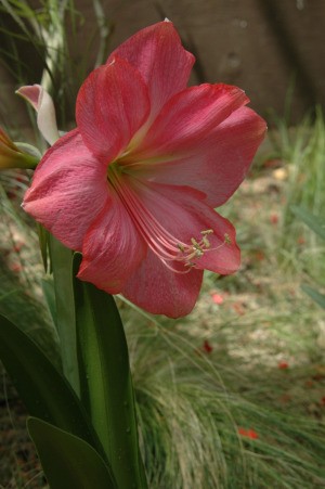 Amaryllis