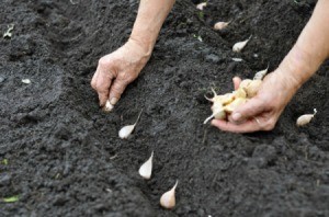 Garlic being planted into garden soil mix.