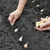 Garlic being planted into garden soil mix.