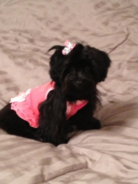 Black dog in pink outfit.
