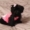 Black dog in pink outfit.