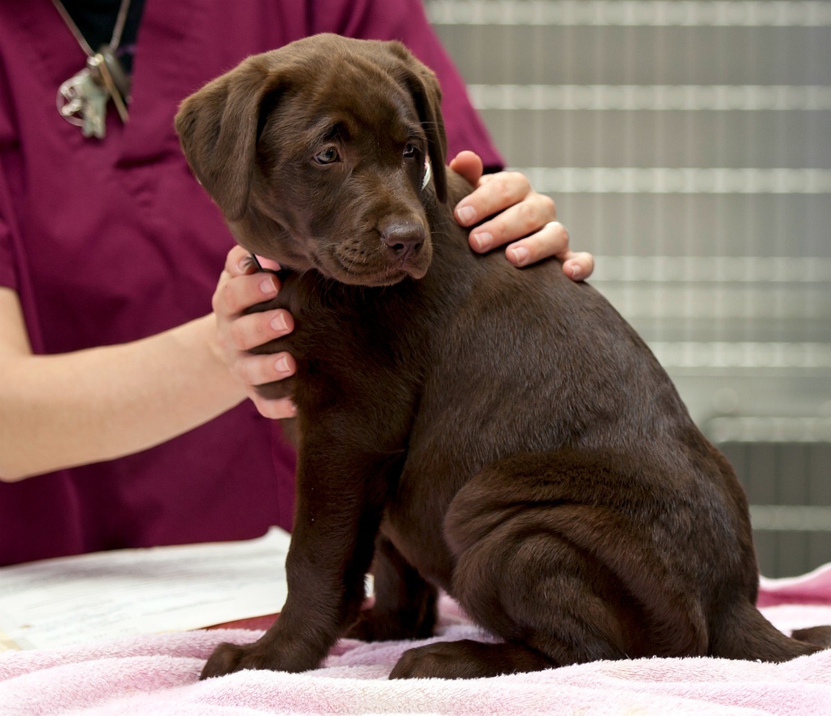 how to keep a puppy hydrated with parvo