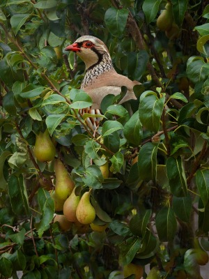 partridge in a pear tree