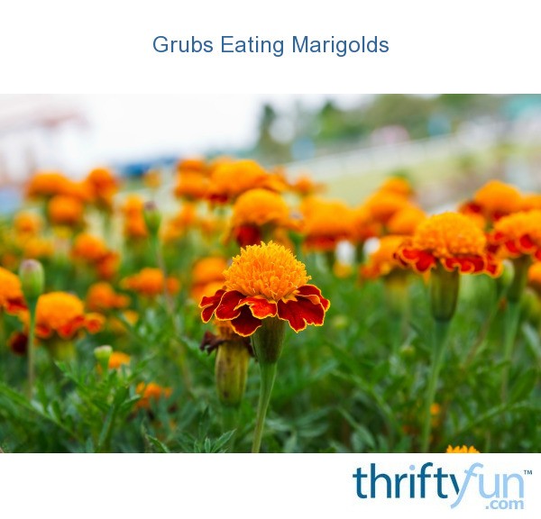 Grubs Eating Marigolds ThriftyFun