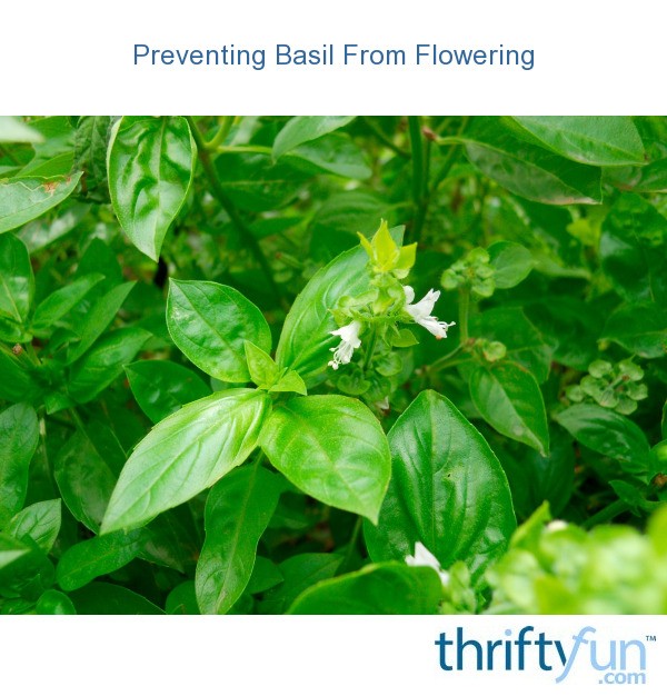 Preventing Basil From Flowering ThriftyFun