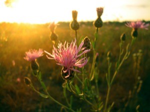 Canadian Thistle