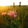 Canadian Thistle