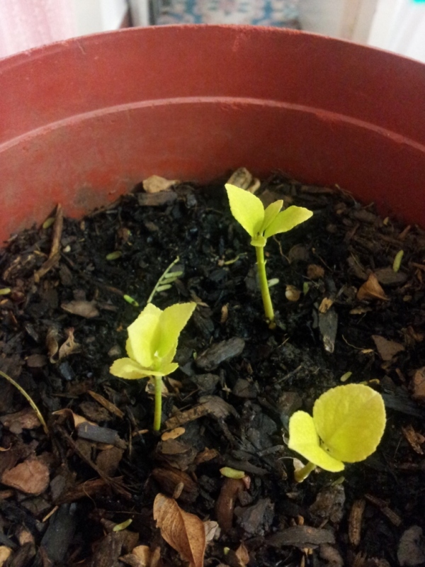 lemon seedlings