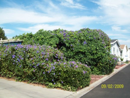 Morning Glory Is Invasive