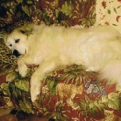 Rosie (Great Pyrenees)
