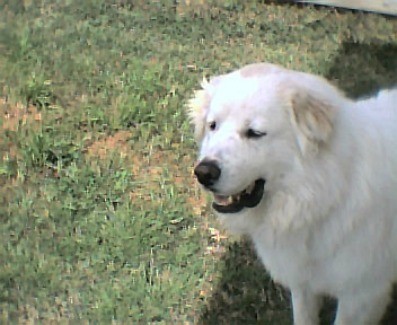Spencer (Great Pyrenees)