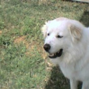 Spencer (Great Pyrenees)