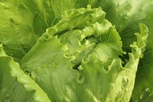 Iceberg Lettuce