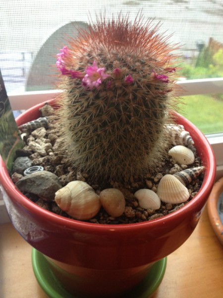 Flowering cactus in pot.