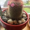 Flowering cactus in pot.