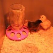 chick feeder