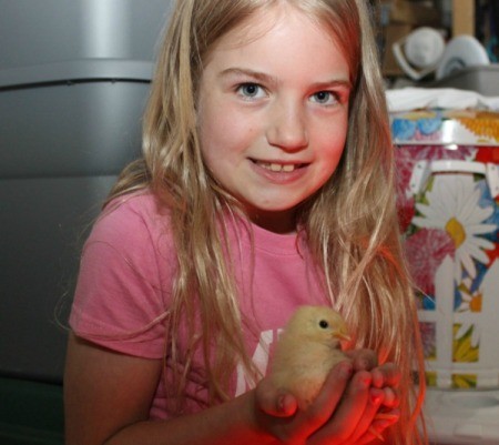 holding a chick