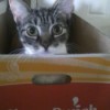 Kitty in box.