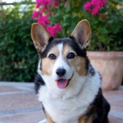 Cardigan Welsh Corgi