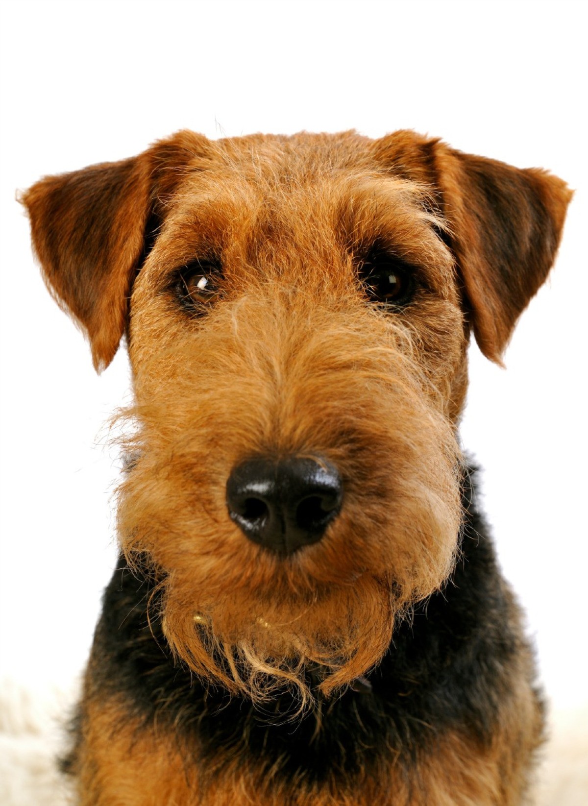 Welsh Terrier Breed Information | ThriftyFun