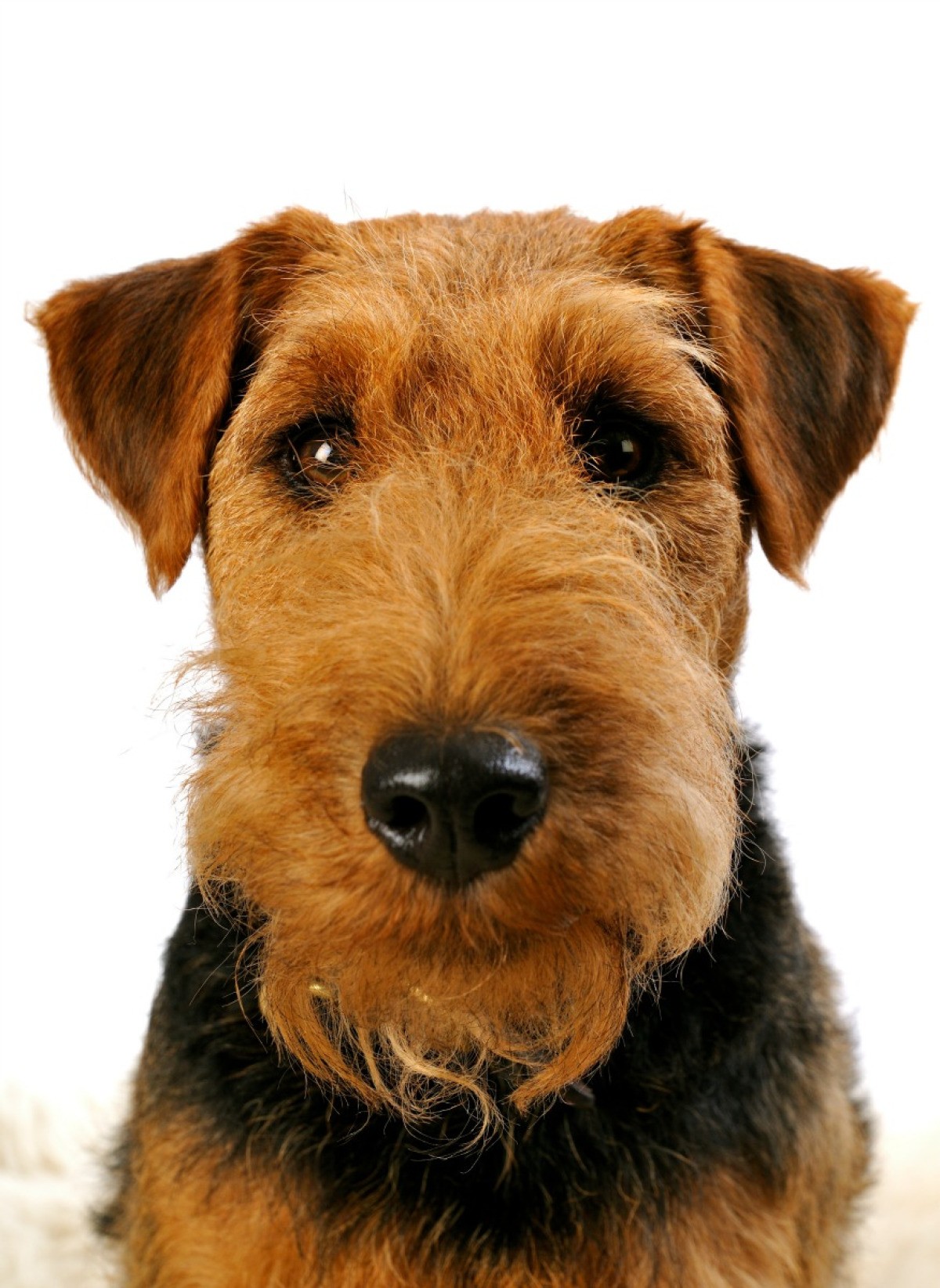 Welsh Terrier X1 