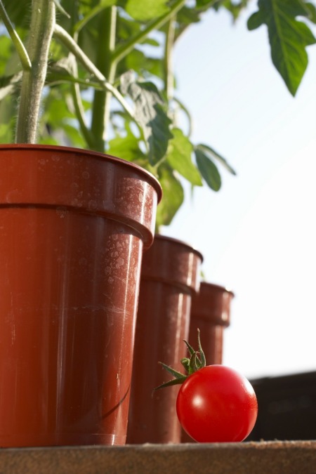 Tomato Plants