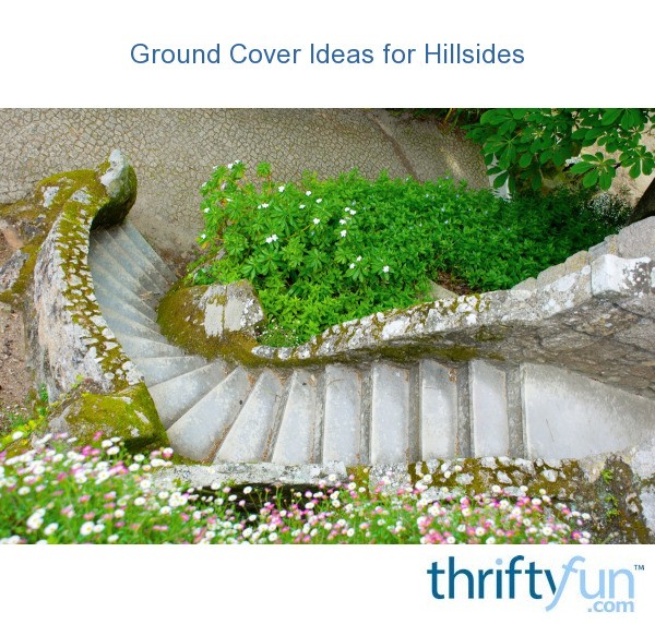 Ground Cover Ideas for Hillsides? ThriftyFun