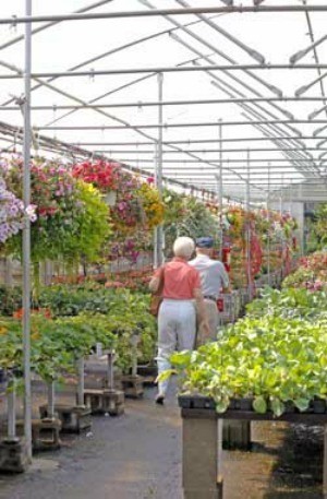 Buying Bedding Plants