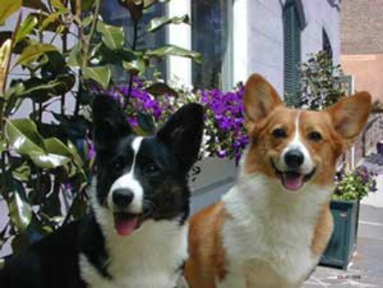 Cardigan Welsh Corgi - two Corgis sitting