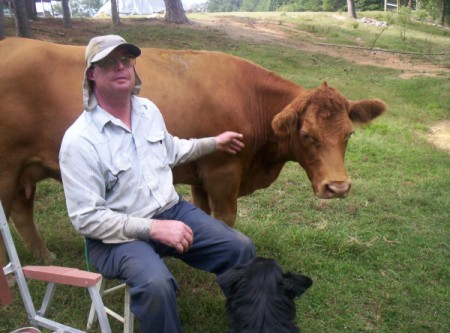 Reddish brown cow.