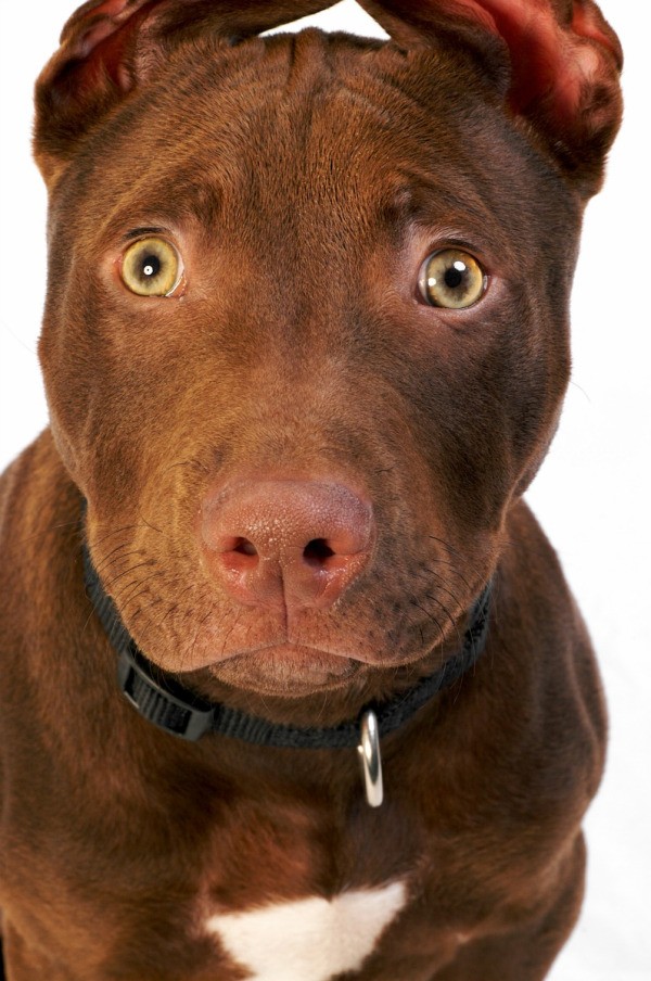 how to tell if a pitbull is full blooded