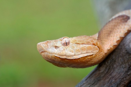 copperhead snake