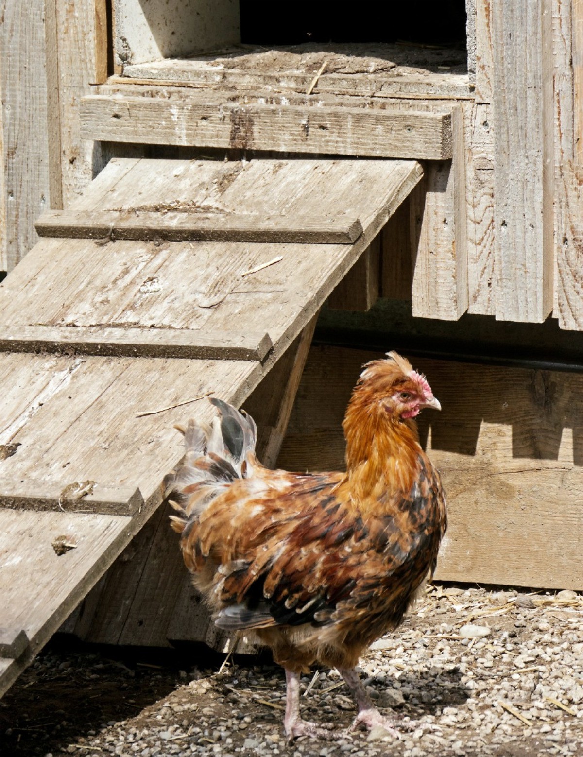 Chicken Pulling Out Its Feathers? ThriftyFun