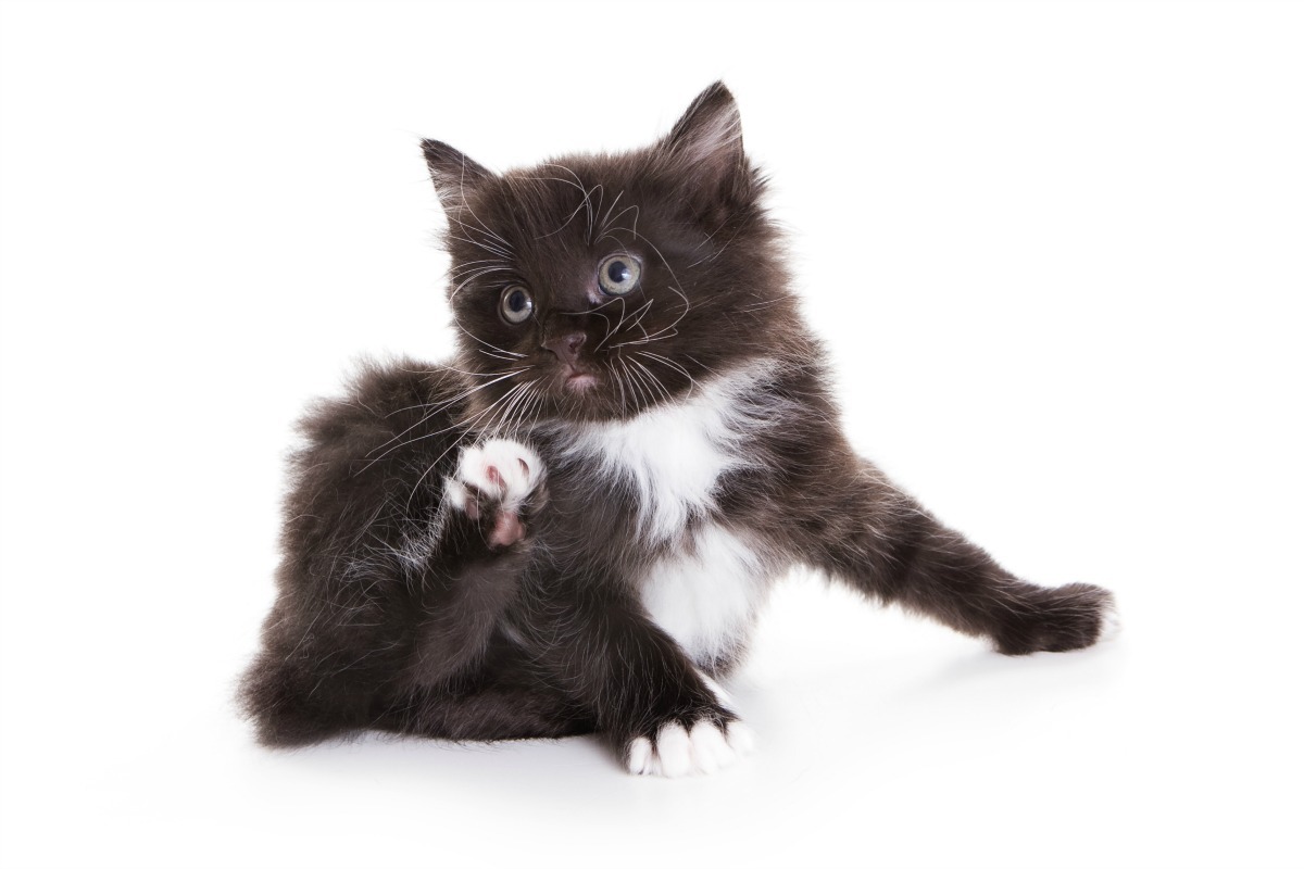 bathing newborn kittens