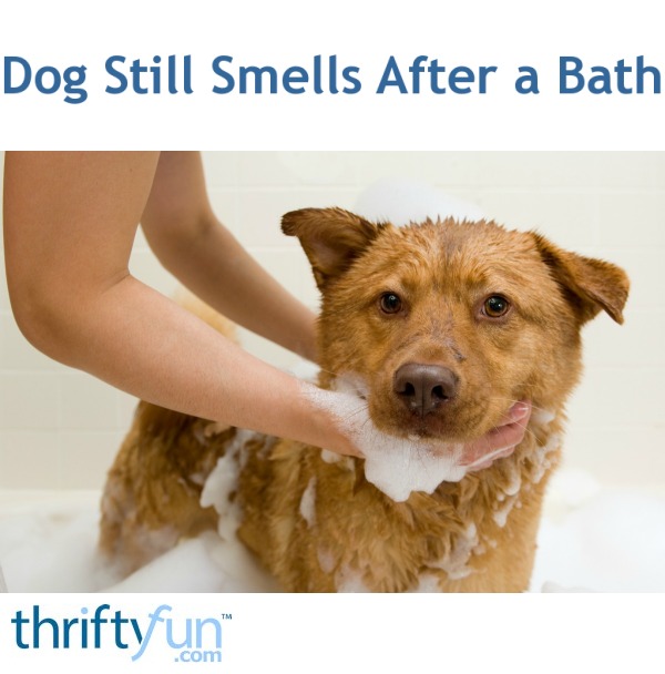 Dog Still Smells After a Bath? | ThriftyFun