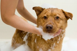 dog bathing