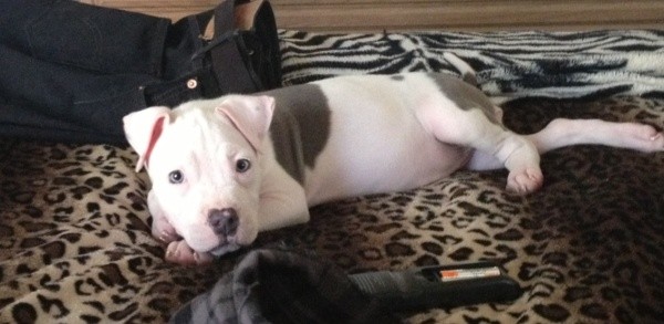 Grey and white puppy lying down.