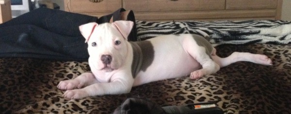 Puppy lying down with head up and facing camera.