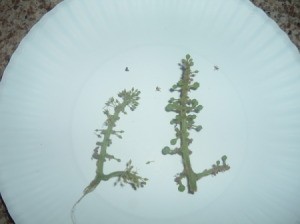 Undeveloped grapes on stems.