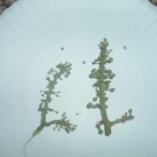 Undeveloped grapes on stems.